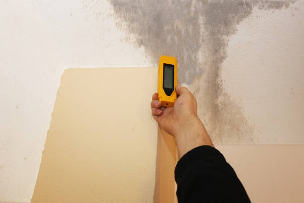 Best Mold Damage Restoration  in Sa De Oro Mount Helix, CA