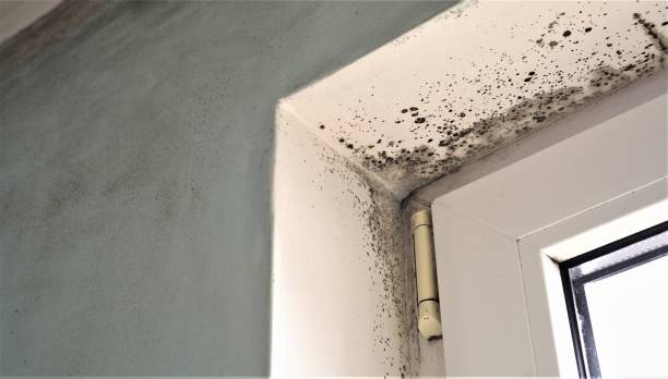 Best Mold Removal for HVAC Installations  in Sa De Oro Mount Helix, CA