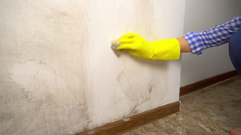 Best Basement Mold Removal  in Sa De Oro Mount Helix, CA