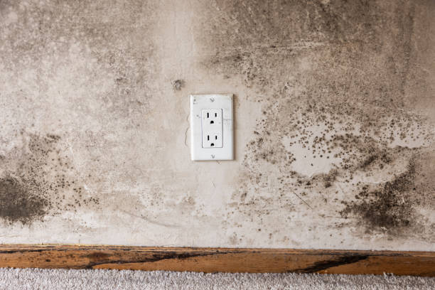 Best Environmental Consulting for Mold Prevention  in Sa De Oro Mount Helix, CA