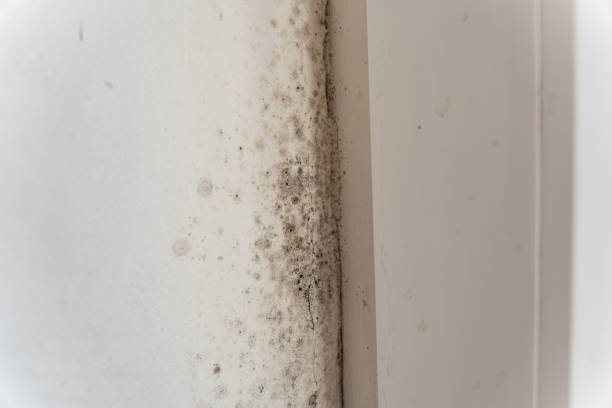 Best Emergency Mold Remediation  in Sa De Oro Mount Helix, CA