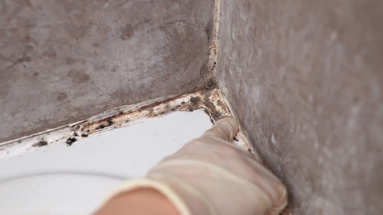 Best Dehumidification Services  in Sa De Oro Mount Helix, CA